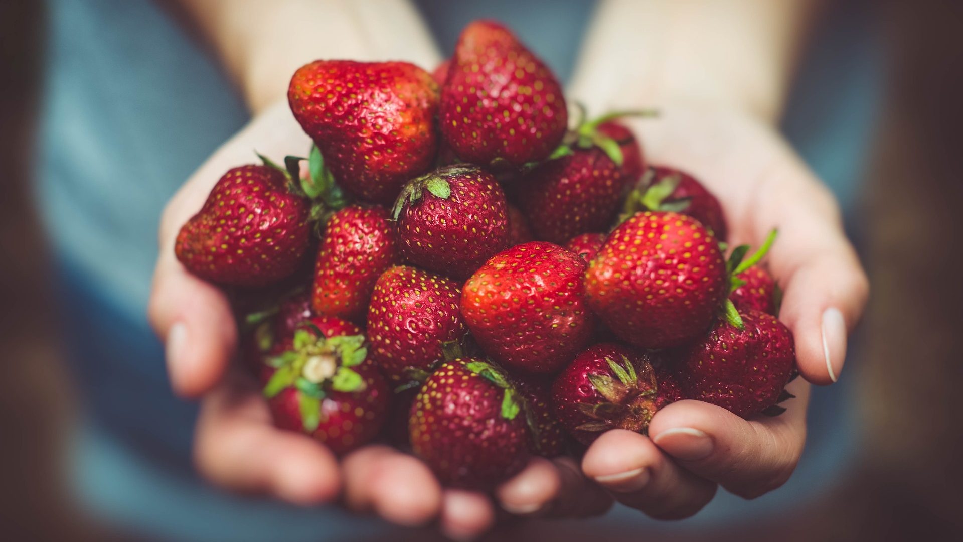 To hænder der holder en bunke friske sommer jordbær
