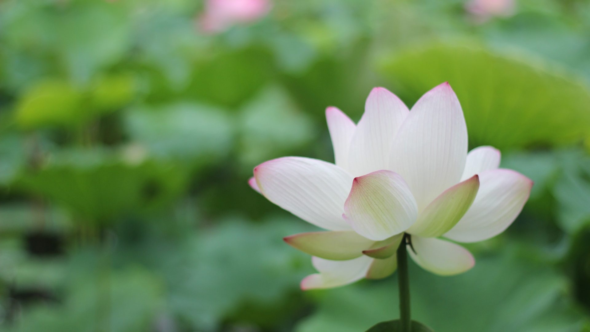 Close up billede af en lotusblomst